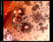 bacterial colonies art